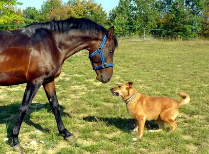 Equine nature dog