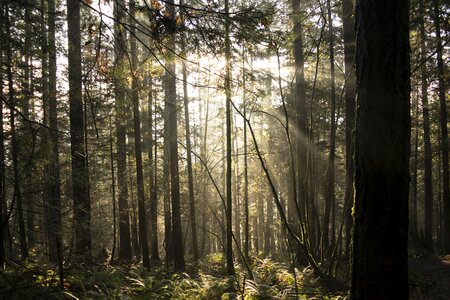 Scenic tree outdoor photo