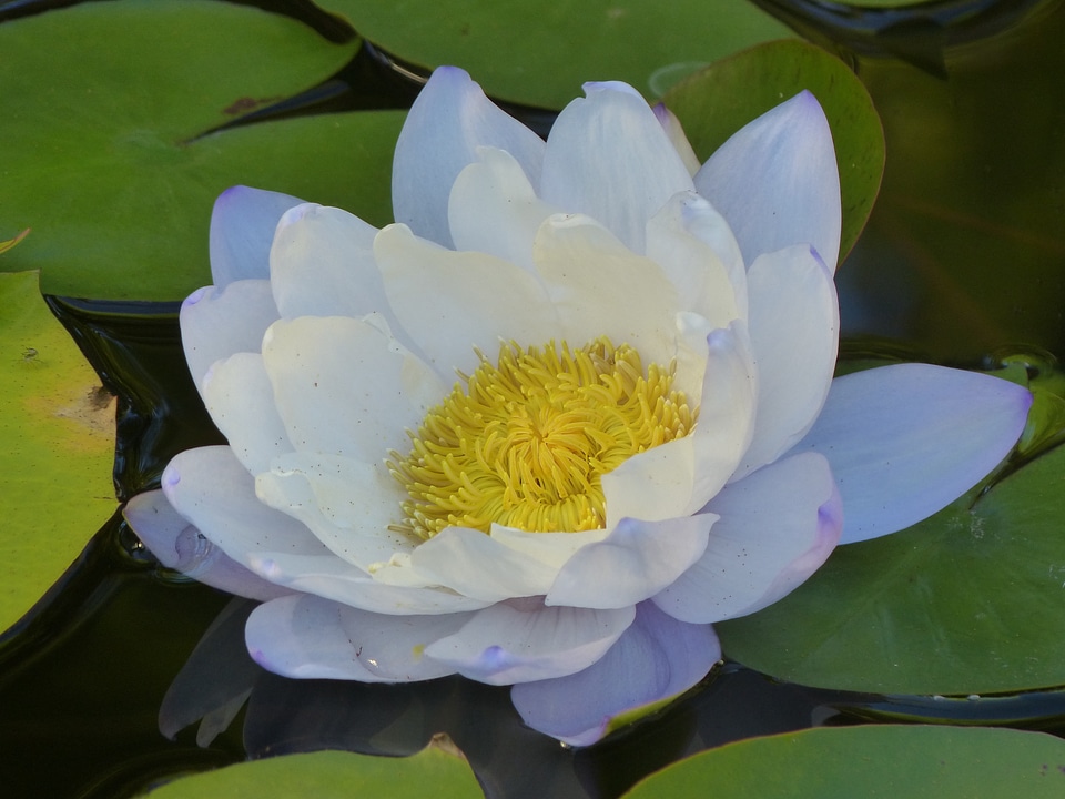 Flower aquatic plants floral