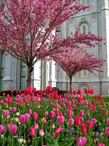 Mormonism latter-day