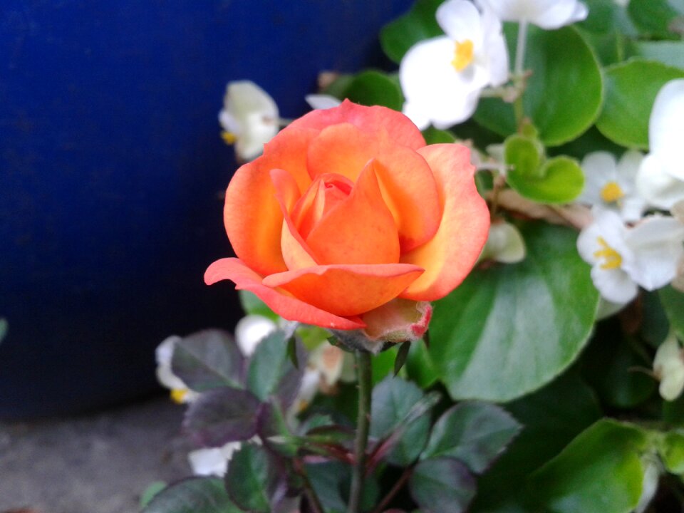 Orange rose flower