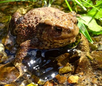Frog toad pond