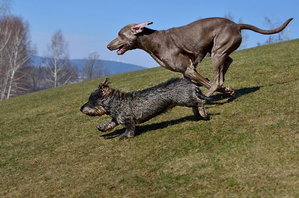 Dogs running dachshund weimaraner