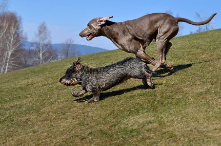 Dogs running dachshund weimaraner photo