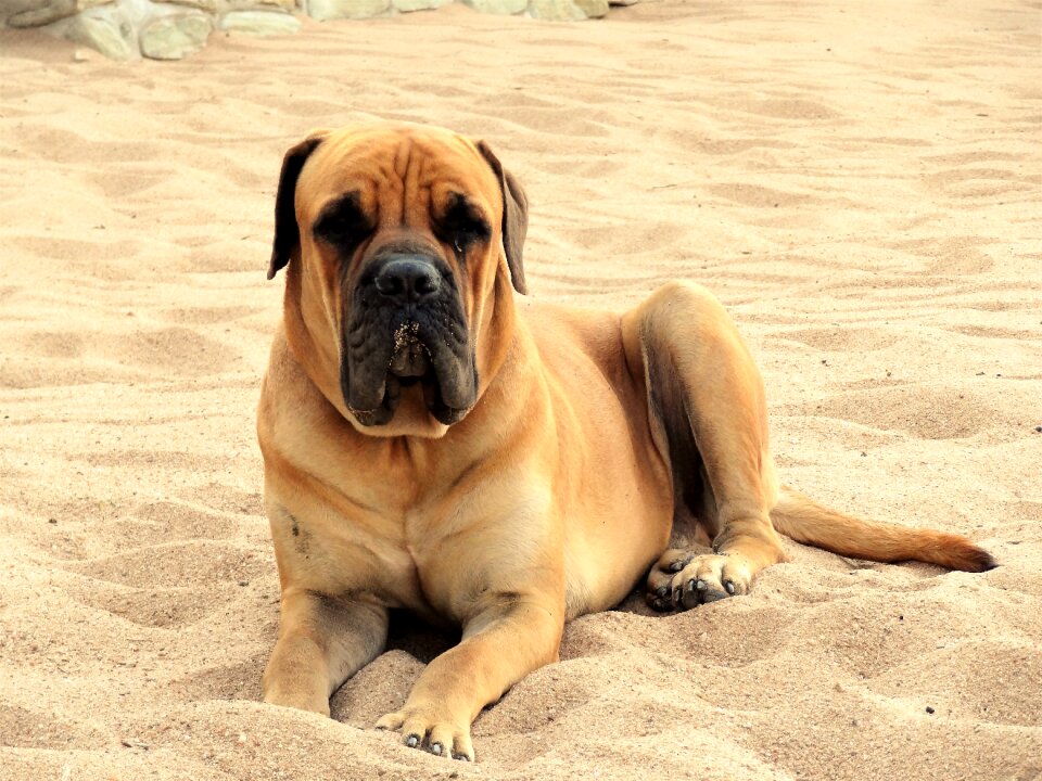 Dog animal pet