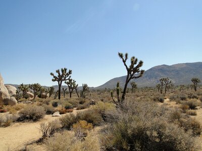 Usa sky yucca photo