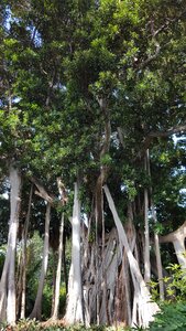 Tenerife canary island tree