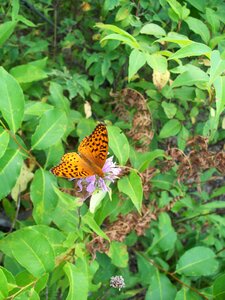 Insect wing colorful photo