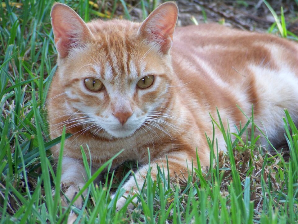 Cat domestic feline look