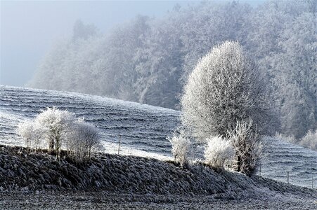 Snowy frost winter magic photo