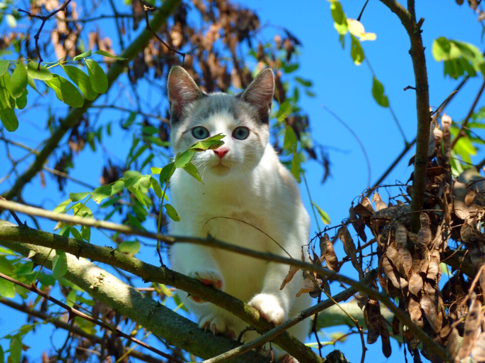Feline animals pets