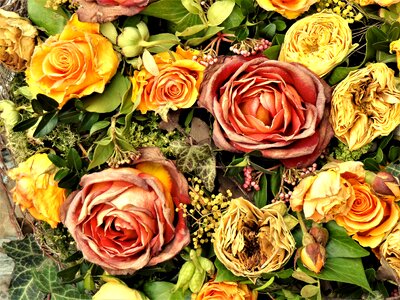 Roses old transient