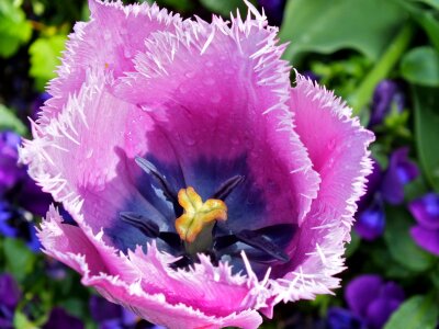 Colorful violet close up photo