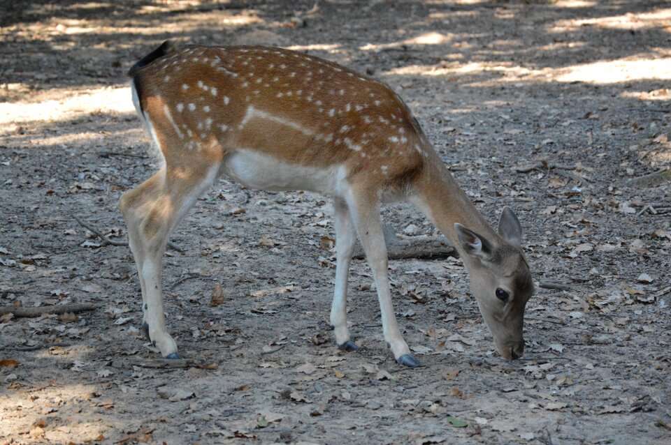 Beast nature animal