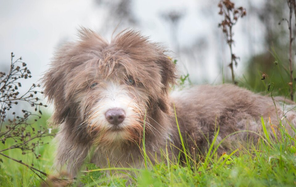 Sweet animal photo young dog