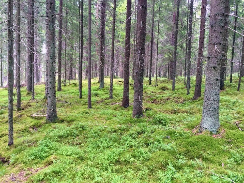 Finnish landscape autumn photo