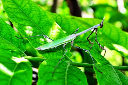 Leaf insect plant photo