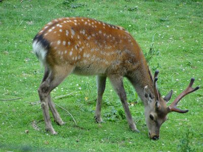 Hirsch fallow deer antler