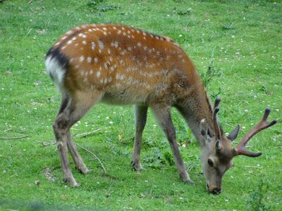 Hirsch fallow deer antler photo