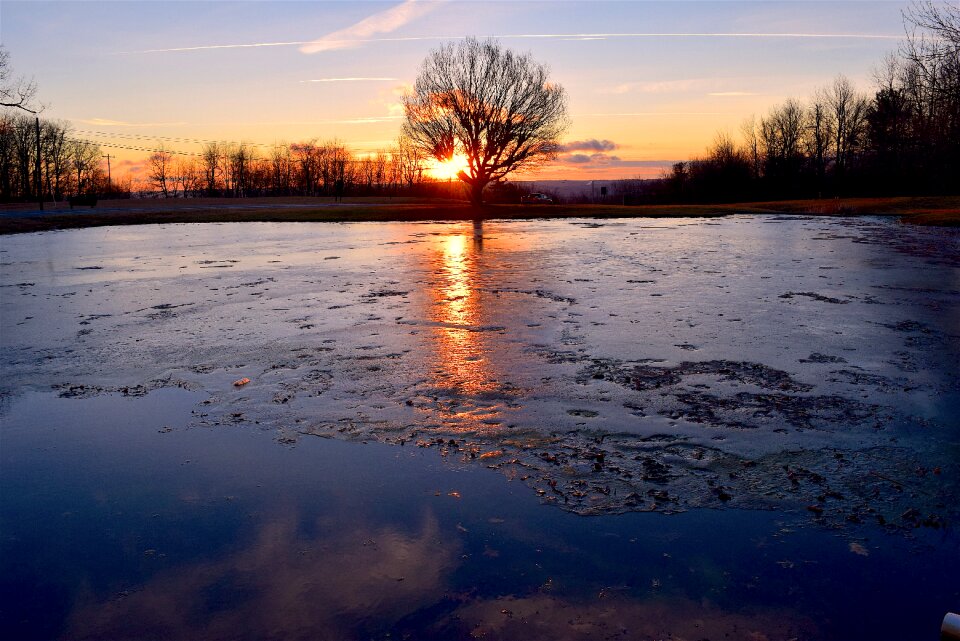 Tree light sun