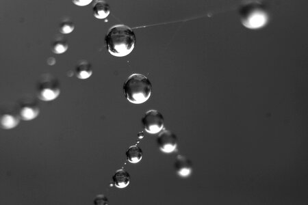 Drip morgentau close up
