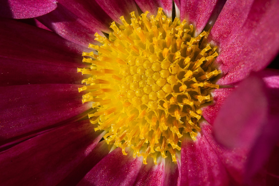 Composites asteraceae ornamental plant