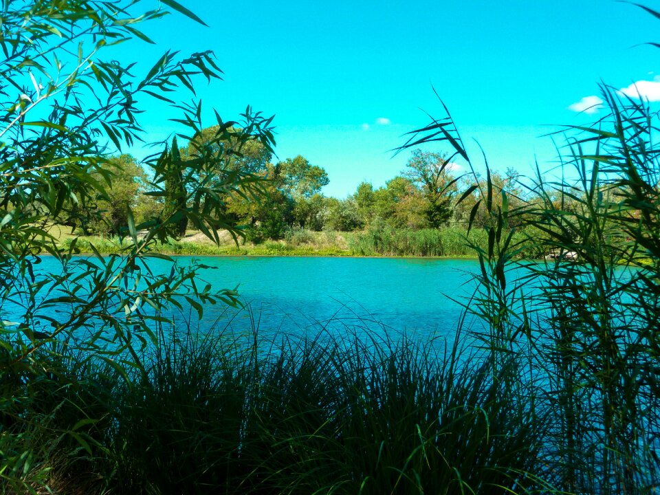 Vegetation nature green