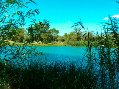 Vegetation nature green photo