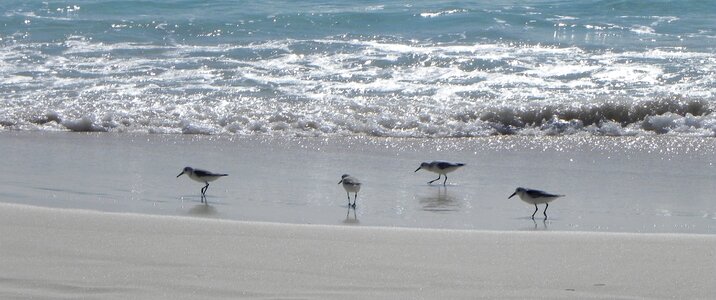 Cayo largo beach sanderling