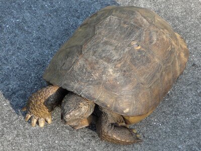 Turtle animal