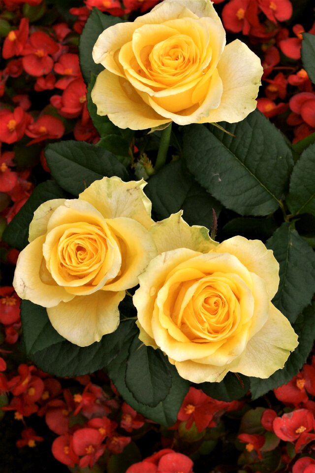 Flowers strauss nature