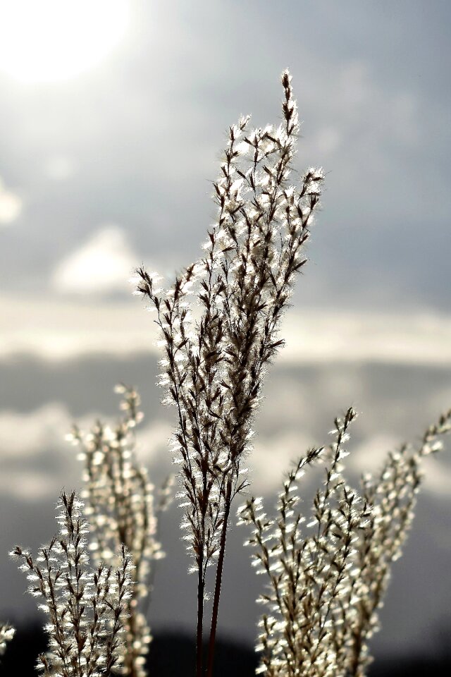 Nature mood grass