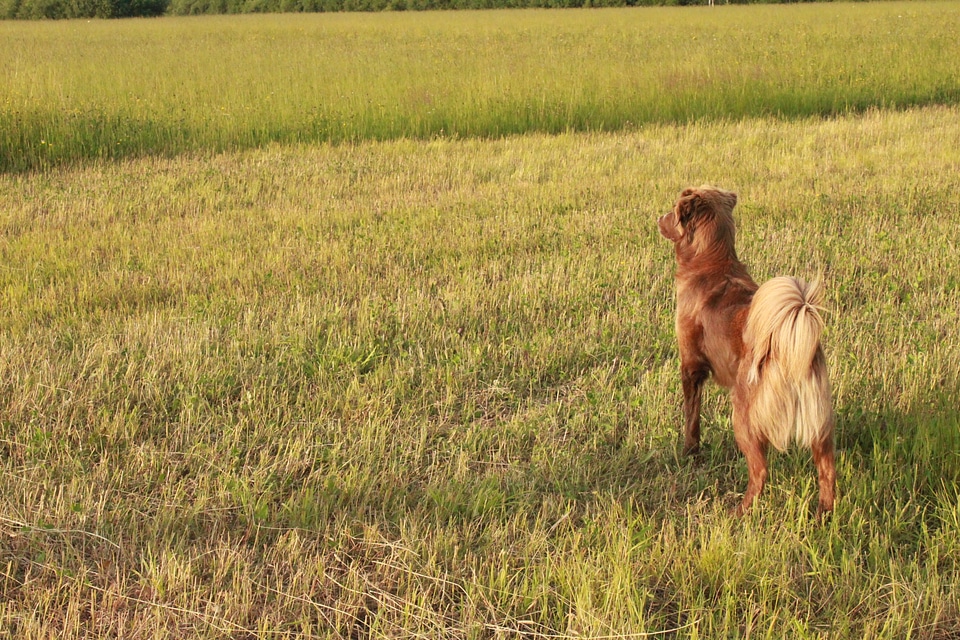 Brown dog blue eyes domestic