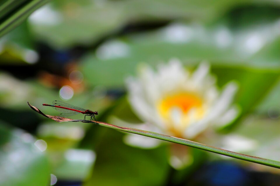 Dragonfly flowers nature