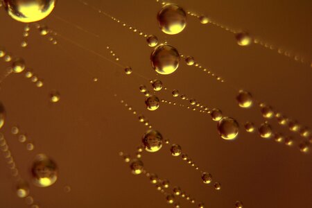 Morgentau close up dewdrop