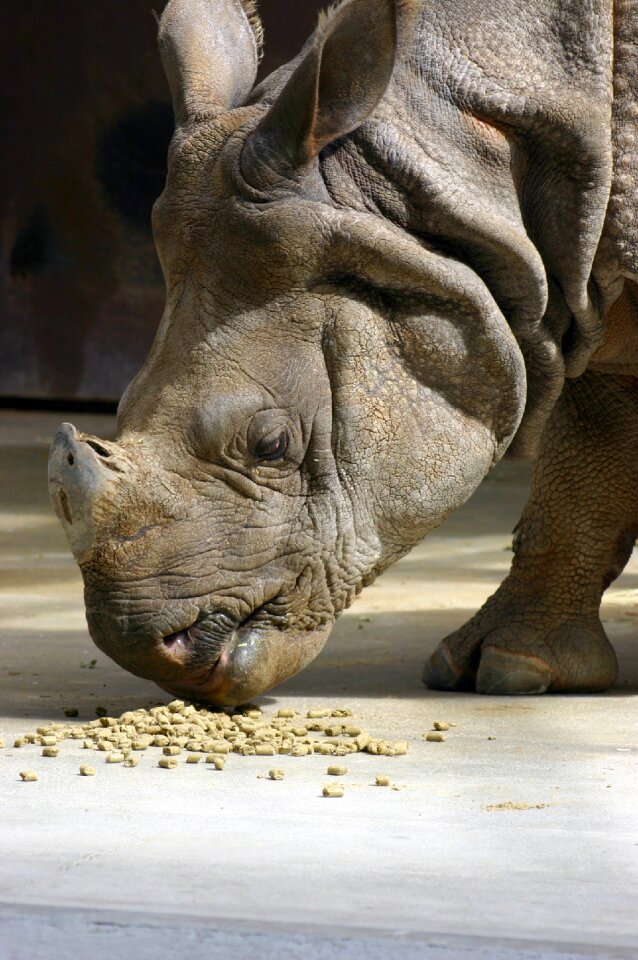 Wildlife rhinoceros wild