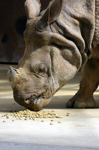 Wildlife rhinoceros wild
