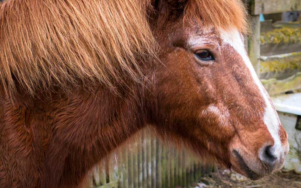 Portrait horse head mane