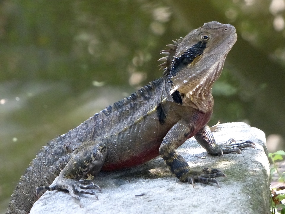 Animal wildlife wild