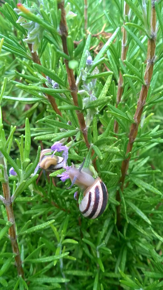Green nature animals