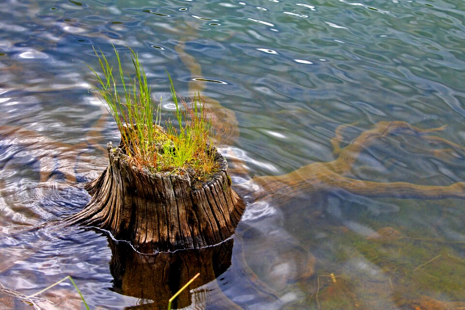 Grass water nature