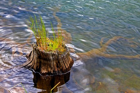 Grass water nature