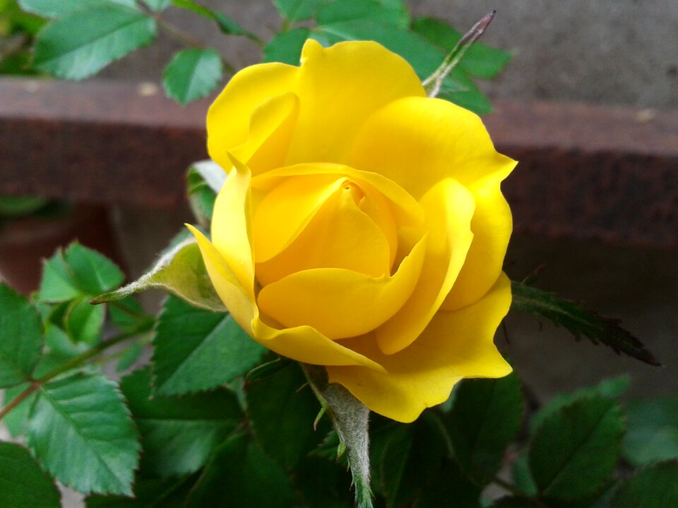 Yellow rose flower