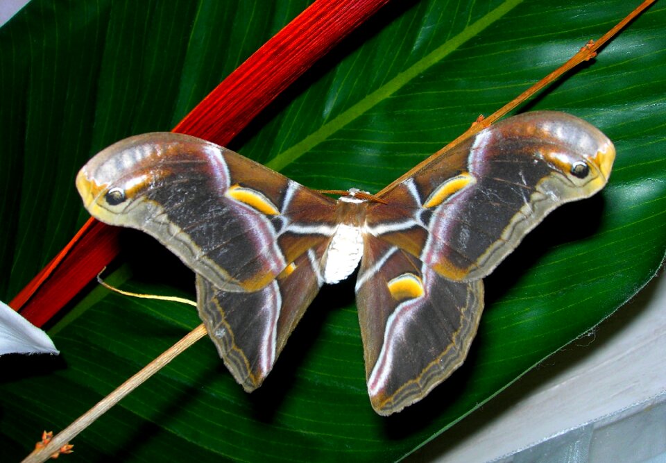 Butterfly bombyx nature