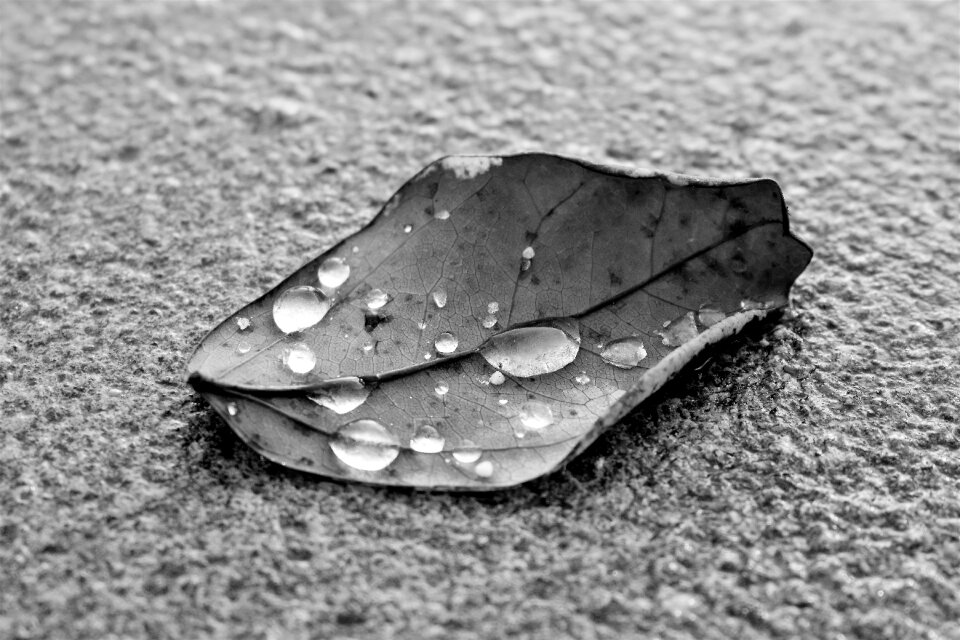 Plant of course autumn
