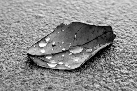Plant of course autumn