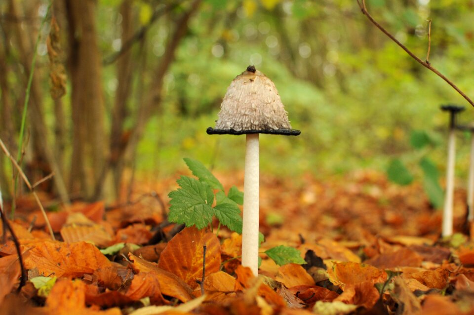 Autumn forest mushrooms forest