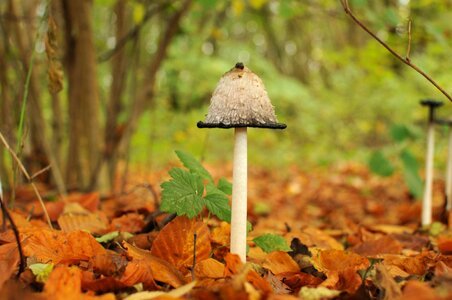 Autumn forest mushrooms forest photo