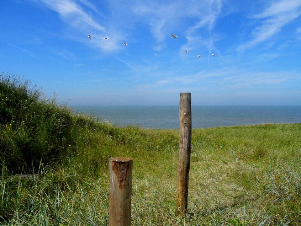 Dune grass outlook sea view
