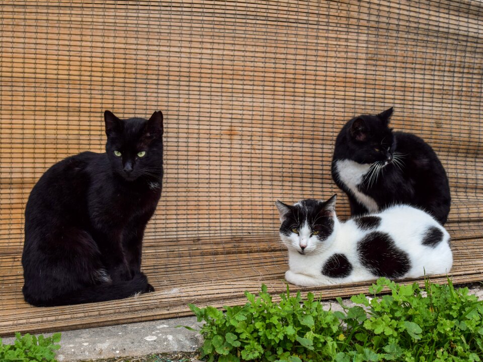 Animal street resting